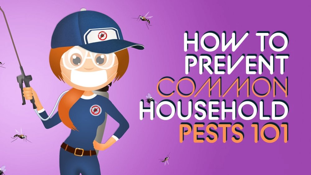 How to Prevent Common Household Pests 101