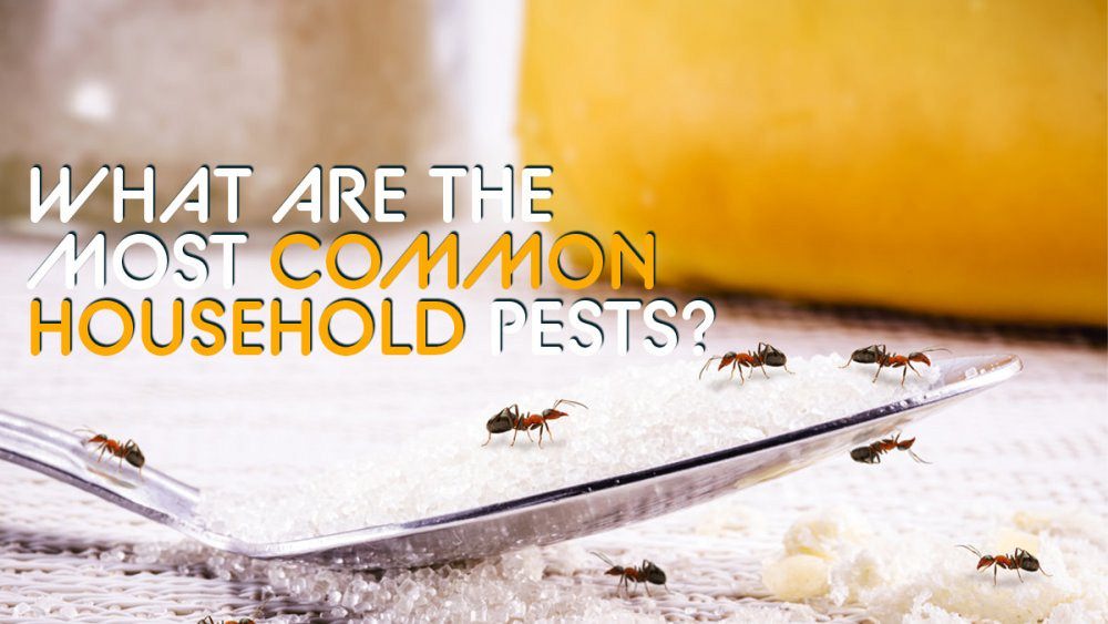 What are the Most Common Household Pests?