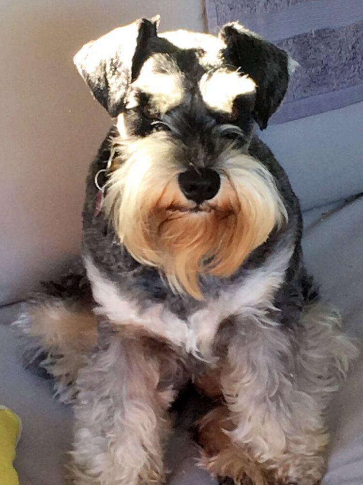 are carrots good for a standard schnauzer